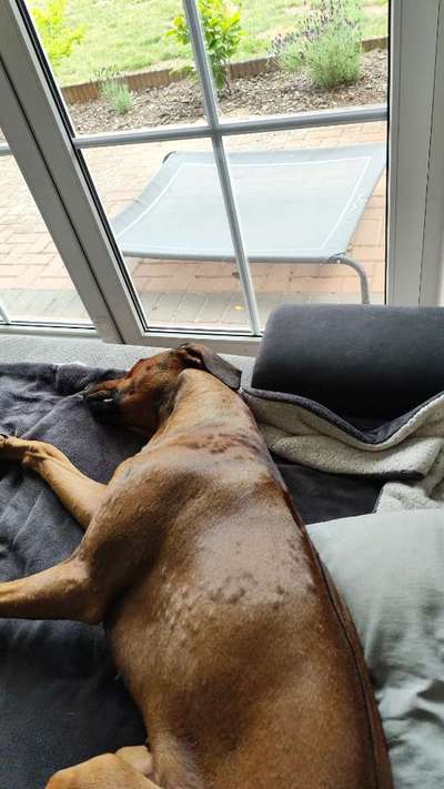 Rhodesian Ridgeback-Beitrag-Bild