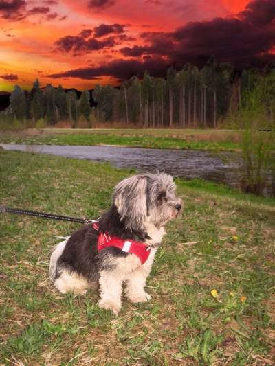 Photomontagen mit Hund-Beitrag-Bild