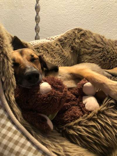 Euer Hund und sein Lieblingskuscheltier-Beitrag-Bild