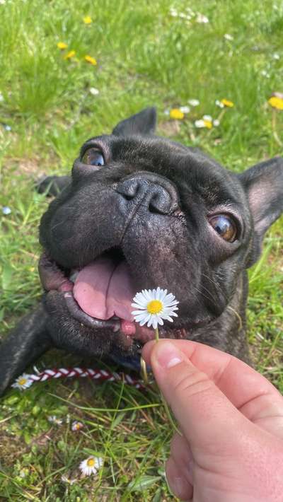 Französische Bulldoggen-Beitrag-Bild