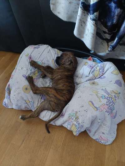 Deutsche Boxer-Beitrag-Bild