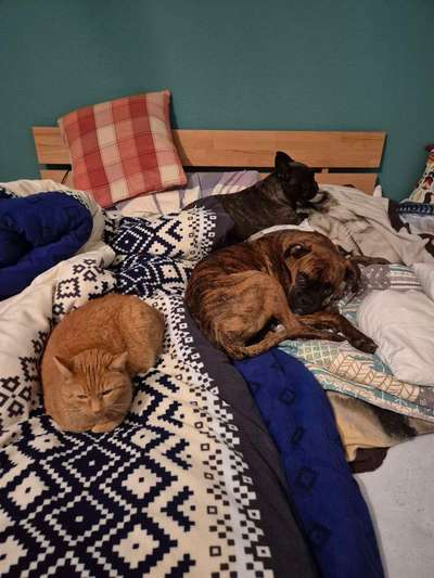 Deutsche Boxer-Beitrag-Bild