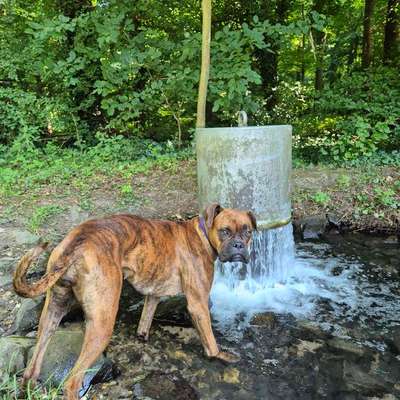 Hundetreffen-WhatsApp Gruppe für den Bereich: Rheurdt/ Umgebung-Bild