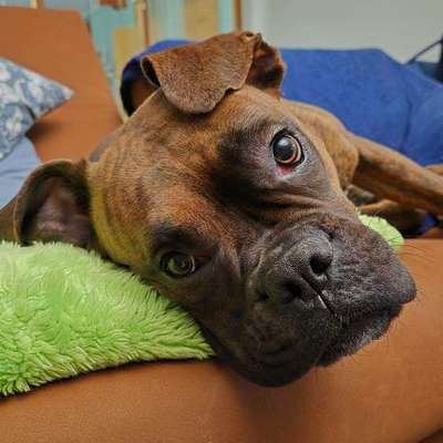 Deutsche Boxer-Beitrag-Bild