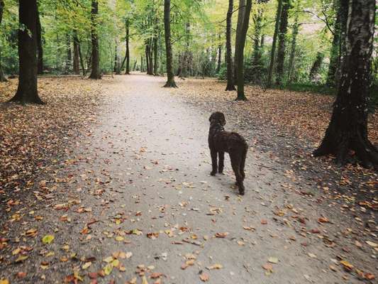 Hundeauslaufgebiet-Am Stühm Süd-Bild