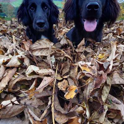 Hundetreffen-Wir suchen Gassi Begleiter 😇-Bild