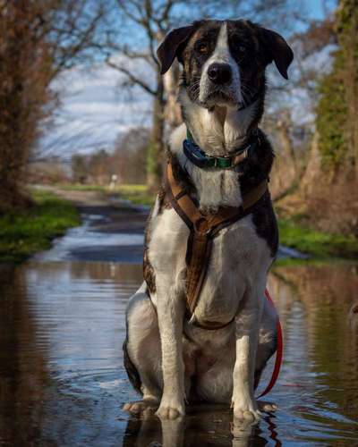 Seltene Rassen!-Beitrag-Bild