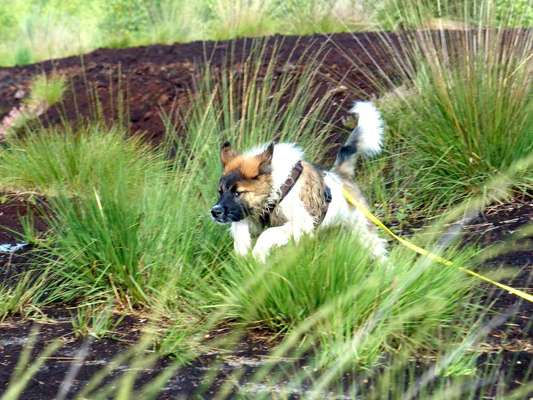 Fotochallenge 66 ~ Rennaction -Zeig deinen Hund im Lauf-Beitrag-Bild