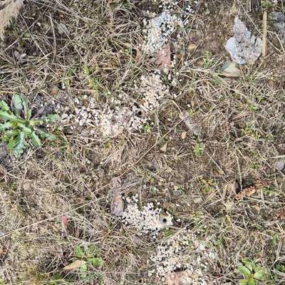 Giftköder-Evtl Dünger verteilt in kleinen Haufen-Bild