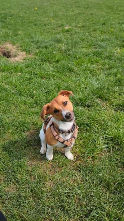 Hundetreffen-Social Walk-Bild