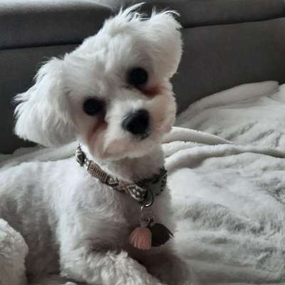 Hundetreffen-Spiel- und Gassiekumpel(ine) gesucht-Bild