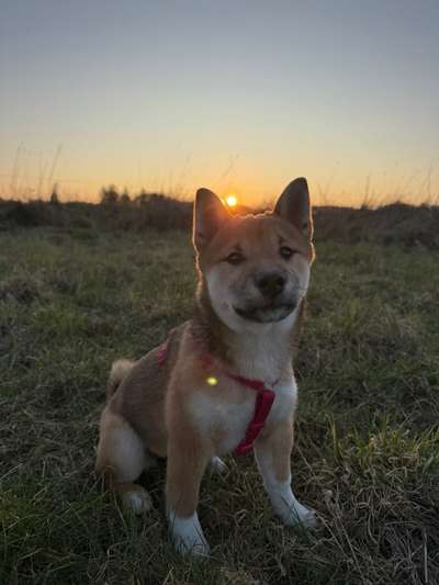 Hundetreffen-Welpen- Junghundetreffen-Bild