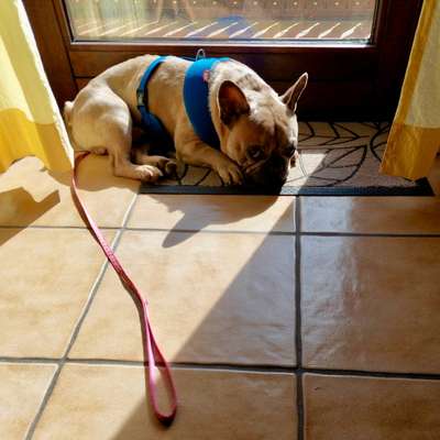 Neuankömmling verteidigt uns gegen unsere Ersthündin )-:-Beitrag-Bild