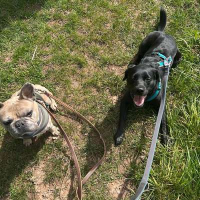 Neuankömmling verteidigt uns gegen unsere Ersthündin )-:-Beitrag-Bild