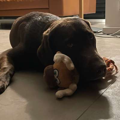 Hundetreffen-Gassirunde/ Spielrunde-Bild