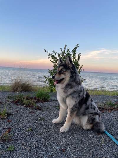 Hundetreffen-Sozialisierung-Spaziergang-Bild