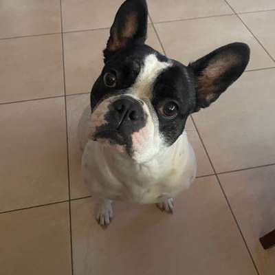 Hundetreffen-Spielkameraden gesucht-Bild