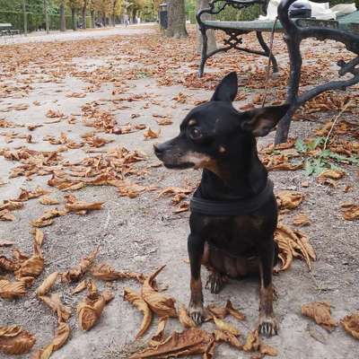 Hundetreffen-1020 Hundetreff Spaziergänge (Augarten/Prater)