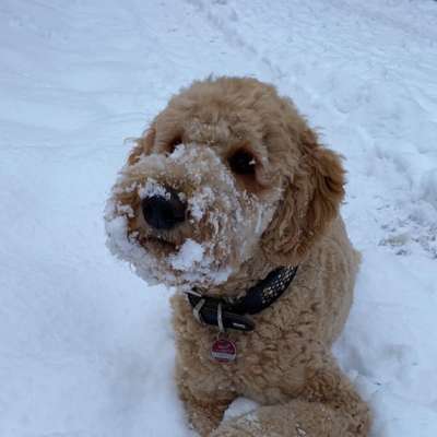 Hundetreffen-Gassirunden im Grünen / Spielgefährte