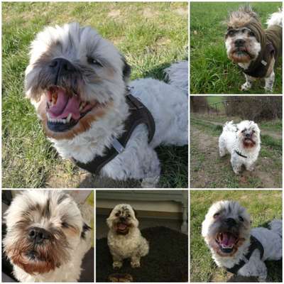 Lustigsten Grimassen von euren Hunden-Beitrag-Bild