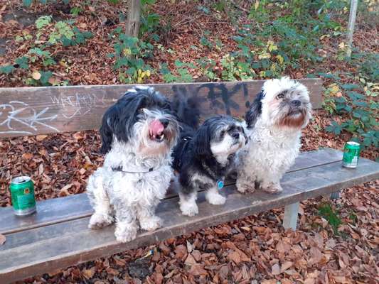 Bester Freund, Hundekumpel - zeigt her!-Beitrag-Bild