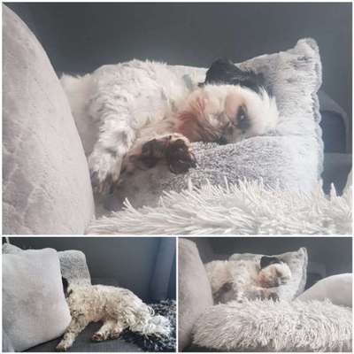 Challenge Nr 14
Eure Fellnasen auf ihrem Lieblingsplatz-Beitrag-Bild