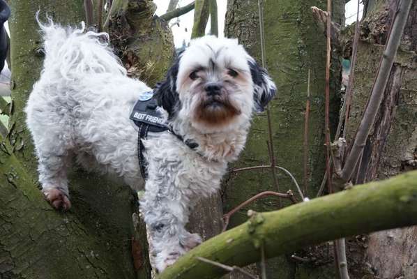 Foto's und Hundemodels-Beitrag-Bild