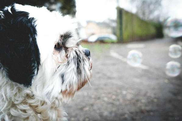 💖😊Das ALLERSCHÖNSTE Foto von deinem Hund💖😊-Beitrag-Bild