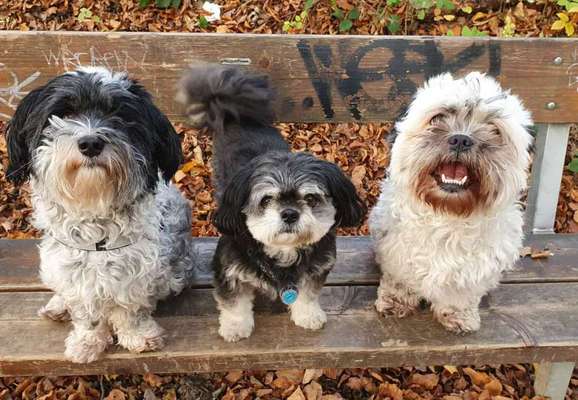 Bester Freund, Hundekumpel - zeigt her!-Beitrag-Bild