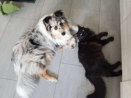 Hund und Katz Momente-Beitrag-Bild