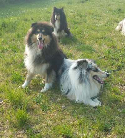 Collies gesucht-Beitrag-Bild