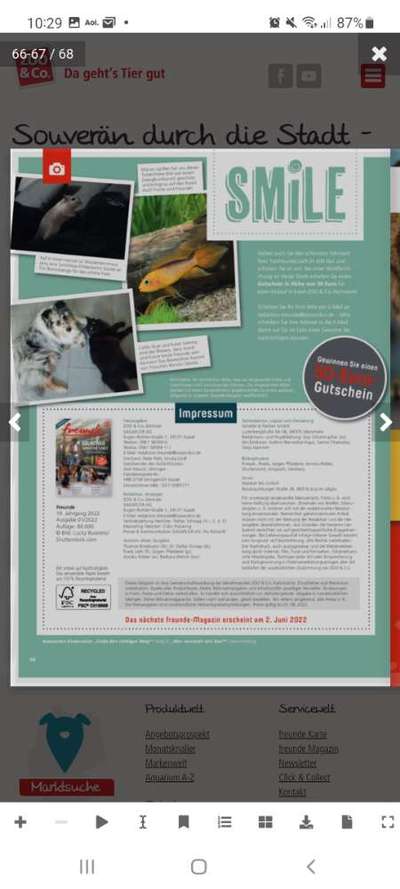 Collies gesucht-Beitrag-Bild