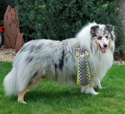 Collies gesucht-Beitrag-Bild