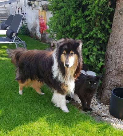 Collies gesucht-Beitrag-Bild