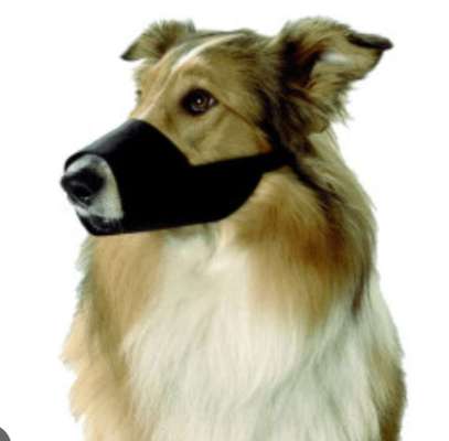 Collies gesucht-Beitrag-Bild