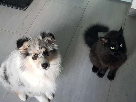 Collies gesucht-Beitrag-Bild