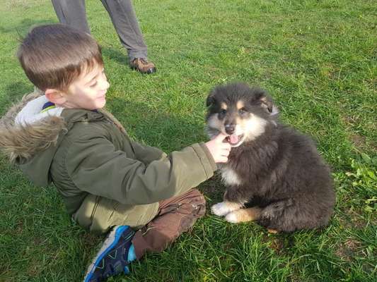 Collies gesucht-Beitrag-Bild