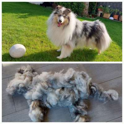 Collies gesucht-Beitrag-Bild
