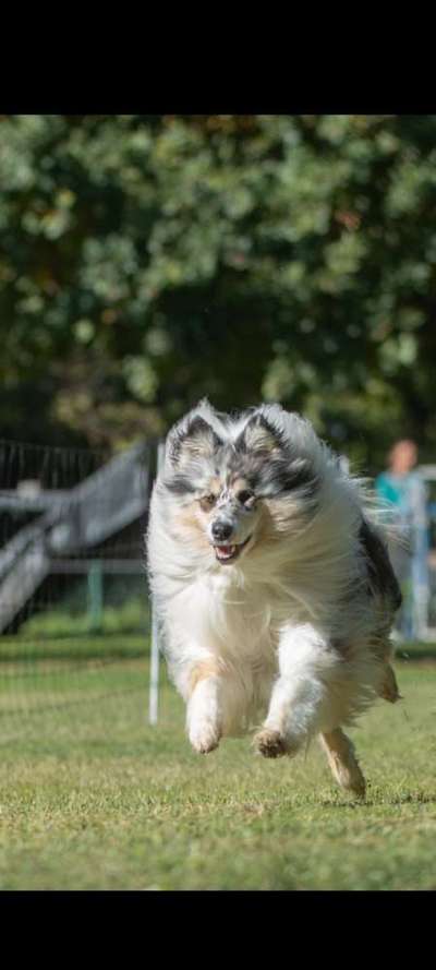 Collies gesucht-Beitrag-Bild