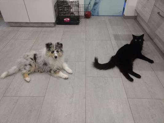 Collies gesucht-Beitrag-Bild