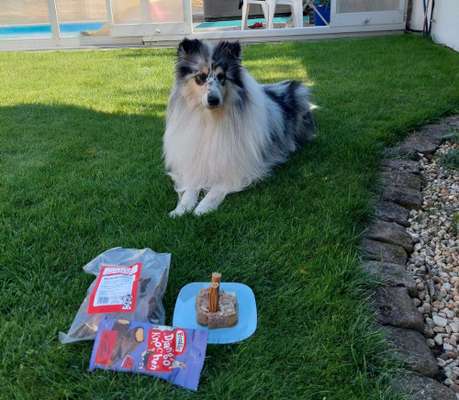 Collies gesucht-Beitrag-Bild