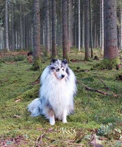 Collies gesucht-Beitrag-Bild