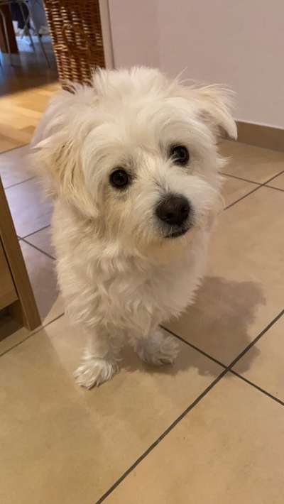 Dogorama Photo Challenge - Hundeblick zum hinschmelzen-Beitrag-Bild