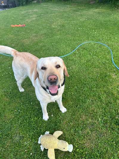 Hundetreffen-Spaziergang Hundefreunde gesucht-Bild