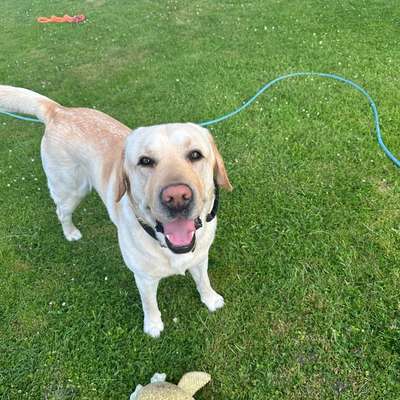 Hundetreffen-Spielkameraden gesucht-Bild