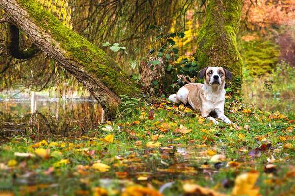 Wald Bild-Beitrag-Bild