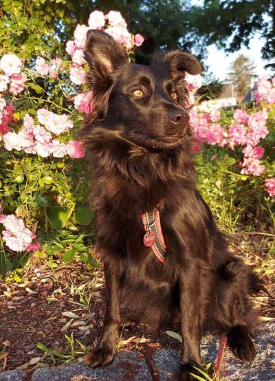 Unsere Fellnasen-Vielfalt im Überblick!-Beitrag-Bild