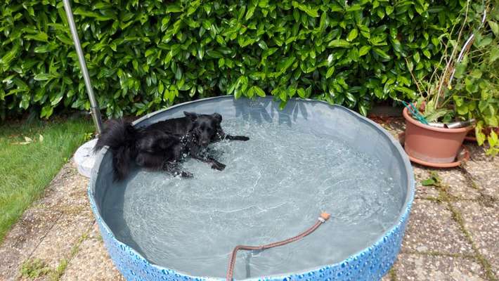 TierschutzhundeStammtisch🐕-Beitrag-Bild