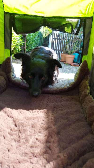 TierschutzhundeStammtisch🐕-Beitrag-Bild