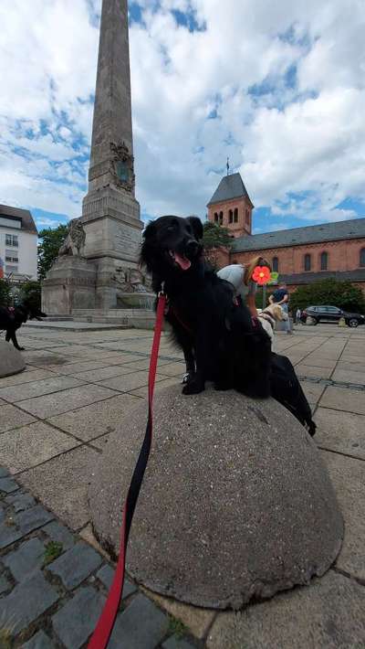 TierschutzhundeStammtisch🐕-Beitrag-Bild